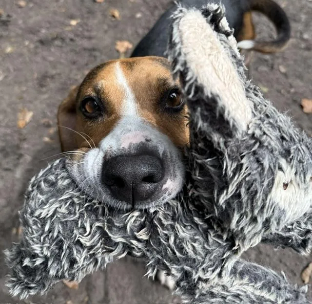 A young medium-sized female Tricolor (Brown, Black, & White) Hound dog named Butterfly for adoption in Charleston, SC
