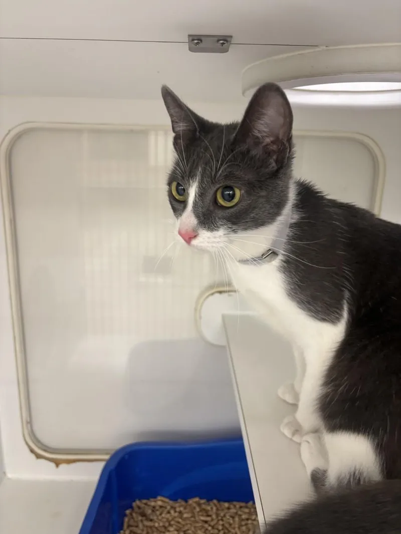 A young medium-sized female Domestic Short Hair cat named Esme for adoption in Hayward, CA