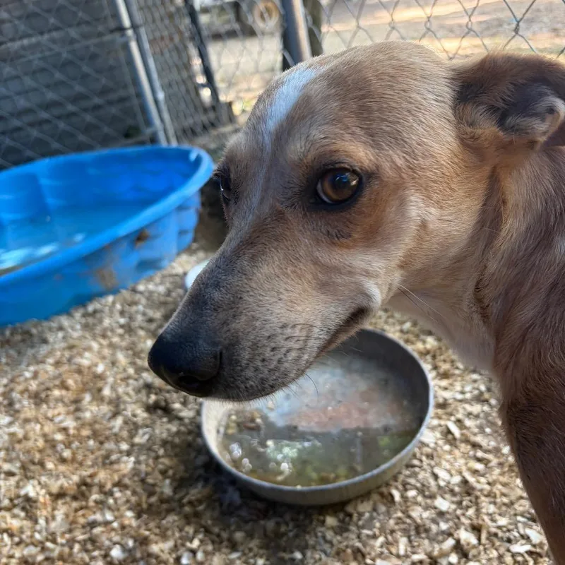 An adult medium-sized female Yellow / Tan / Blond / Fawn Terrier dog named Agness for adoption in Parrish, AL