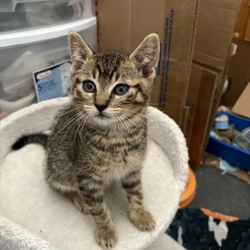 A baby small-sized male Brown / Chocolate Domestic Short Hair cat named Brown tabby boy for adoption in Ferndale, WA