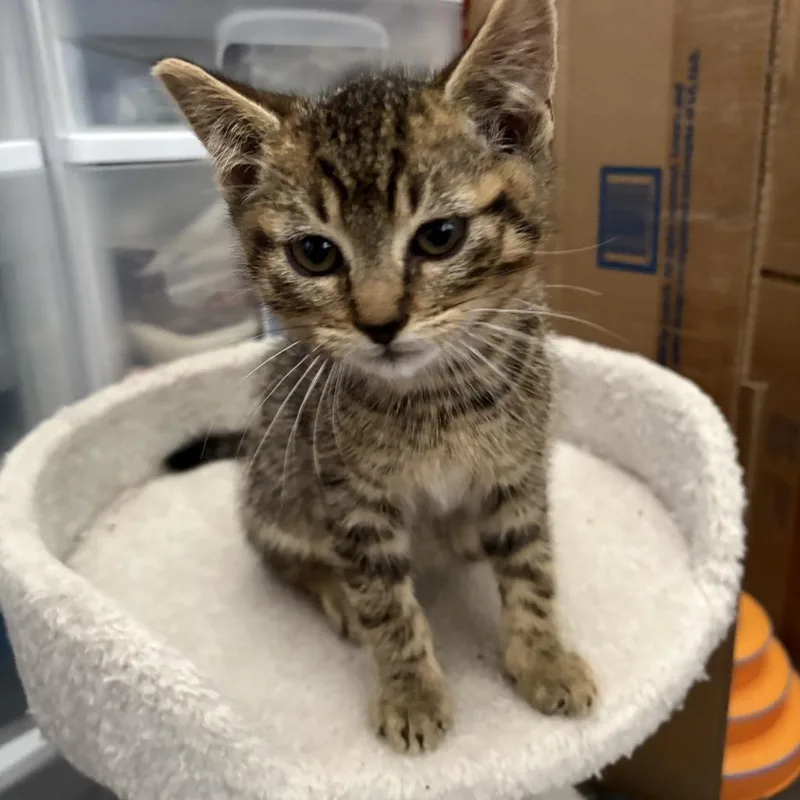 Brown tabby boy thumbnail 2
