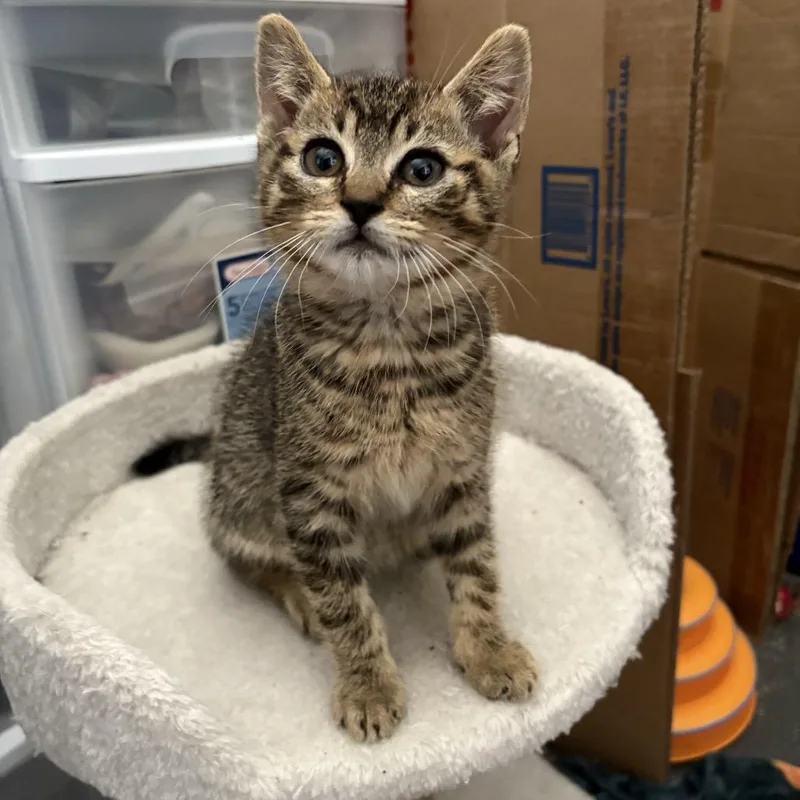 Brown tabby boy thumbnail 3