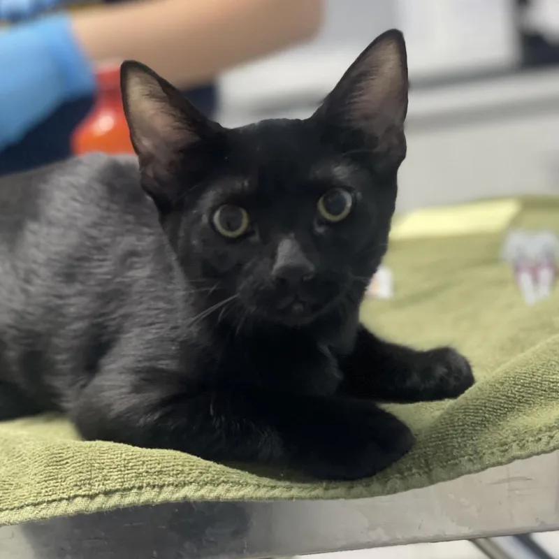 A baby small-sized female Black Domestic Short Hair cat named Marlene for adoption in Riverside, CA