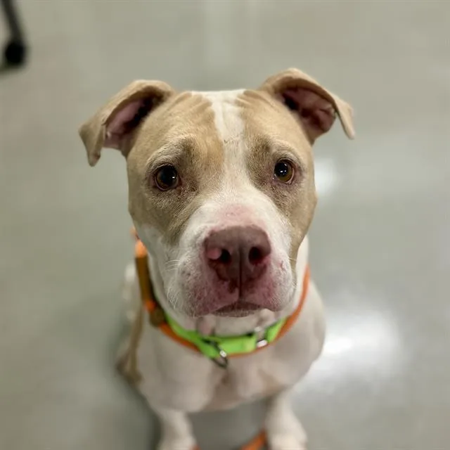 An adult large-sized female Pit Bull Terrier dog named Carla for adoption in Tucson, AZ