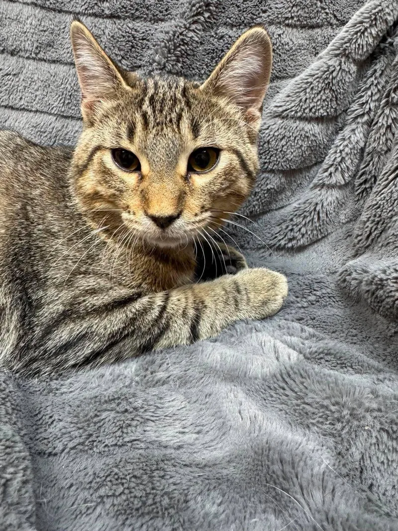 A baby medium-sized male Tabby (Gray / Blue / Silver) Domestic Short Hair cat named Vini for adoption in Alexandria, MN