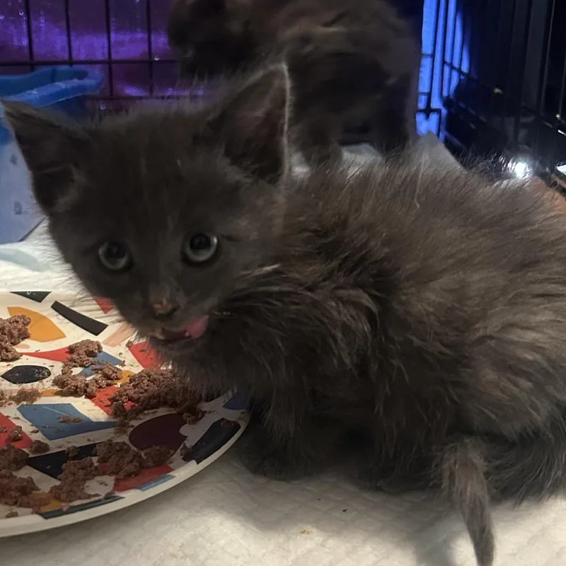 A baby small-sized male Gray / Blue / Silver American Shorthair cat named Lavender for adoption in Calimesa, CA