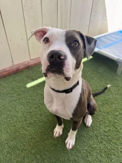 A young medium-sized female Gray / Blue / Silver Pit Bull Terrier dog named Rocklin for adoption in Encinitas, CA