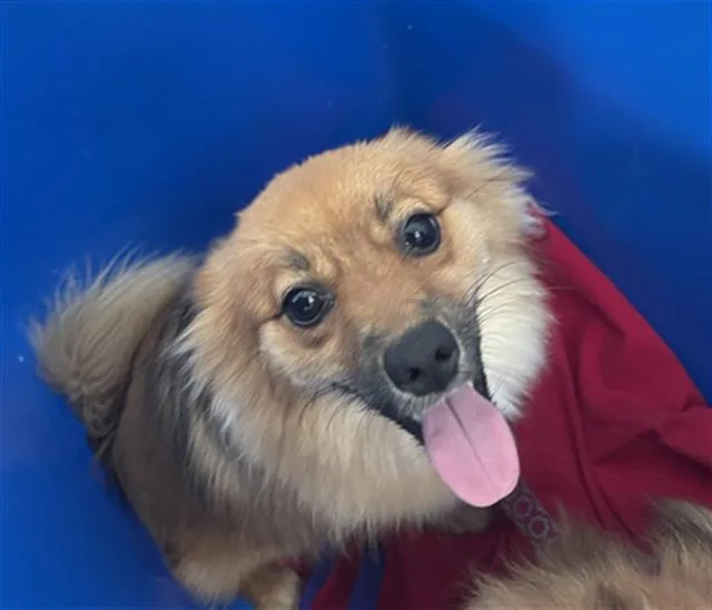 A young small-sized female Mixed Breed dog named Ruby for adoption in Dallas, TX