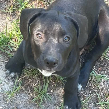 A young medium-sized female Black Labrador Retriever dog named Sophia for adoption in Allentown, PA