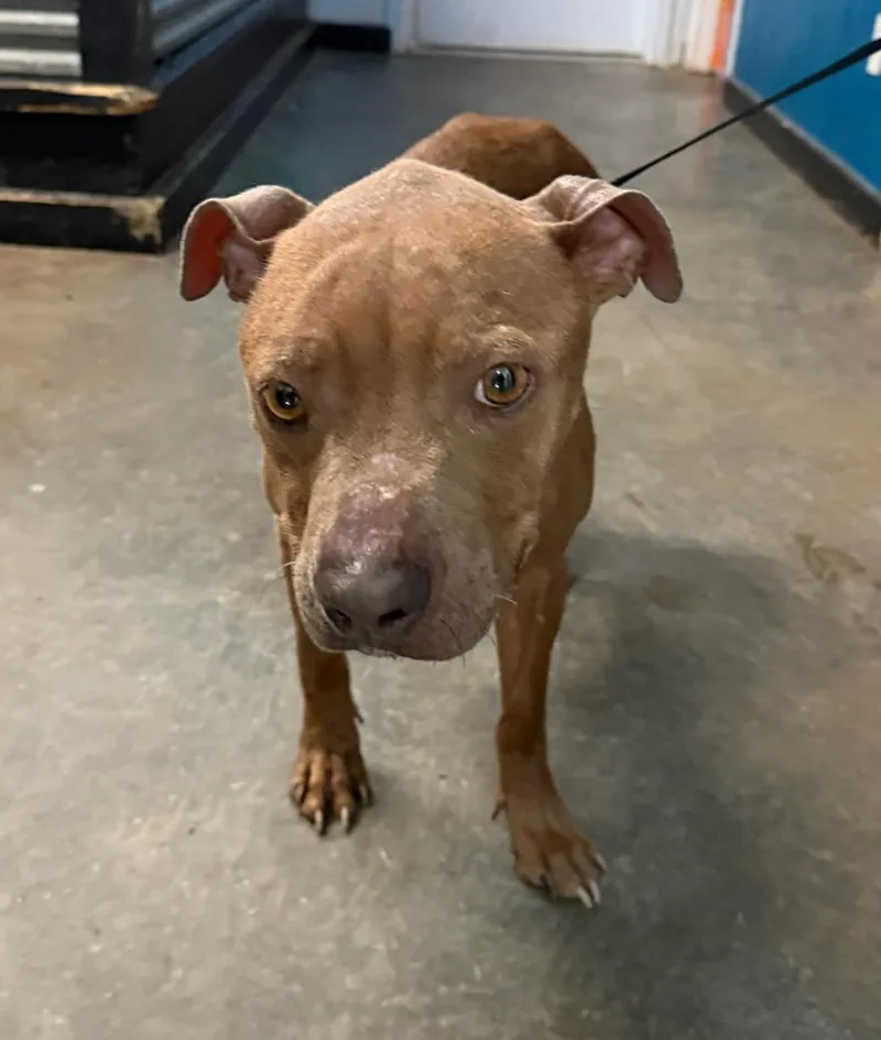 A young medium-sized female Pit Bull Terrier dog named Stormy for adoption in Ozark, AL
