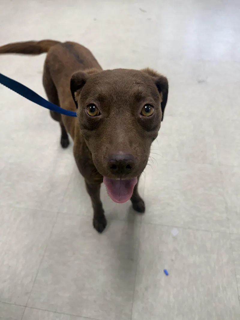 An adult medium-sized female Brown / Chocolate Chocolate Labrador Retriever dog named Missy for adoption in Fort Collins, CO