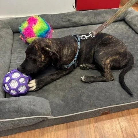 A baby medium-sized male Brindle Terrier dog named Mulder for adoption in Grass Valley, CA