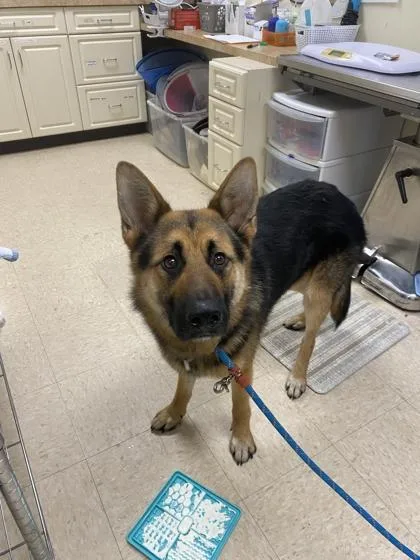A young large-sized male German Shepherd Dog dog named Poshkie for adoption in Burlington, WA