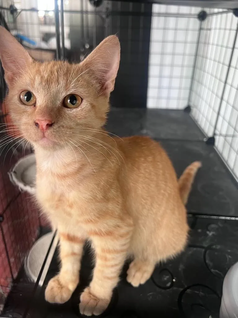 A baby medium-sized male Orange / Red Domestic Short Hair cat named Rusty Wynnewood for adoption in Philadelphia, PA