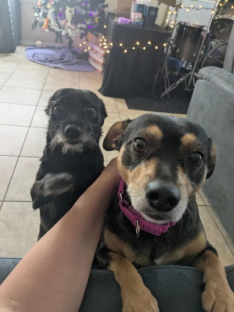 Sassy & Cocoa thumbnail 3