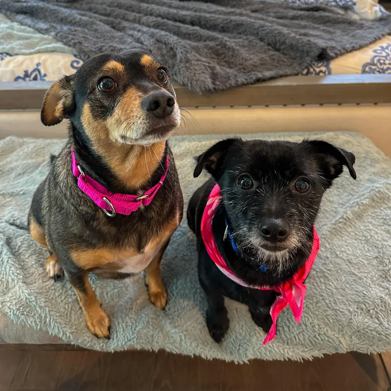 Sassy & Cocoa thumbnail 5