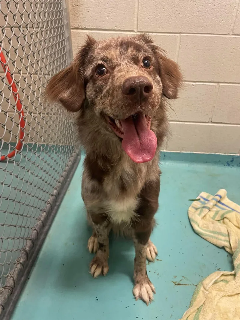 A young medium-sized female Australian Shepherd dog named Maggie for adoption in Holly Springs, NC