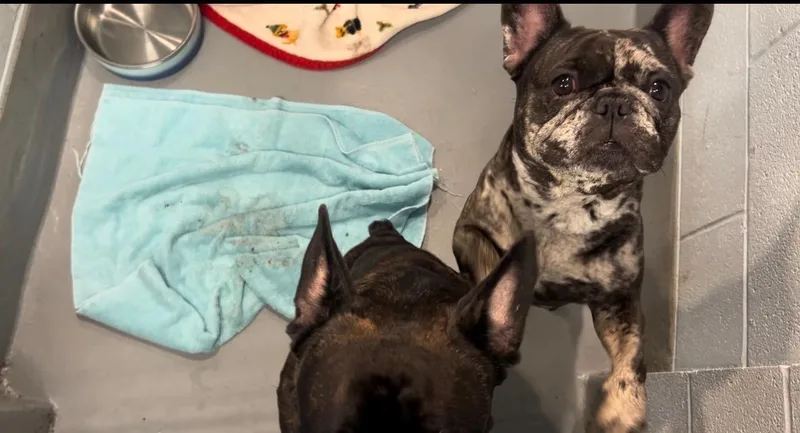 Pebbles and BamBam thumbnail 2