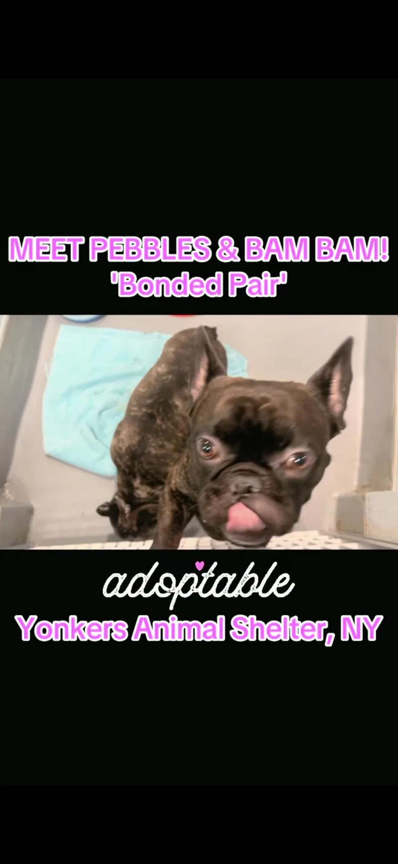 Pebbles and BamBam thumbnail 3