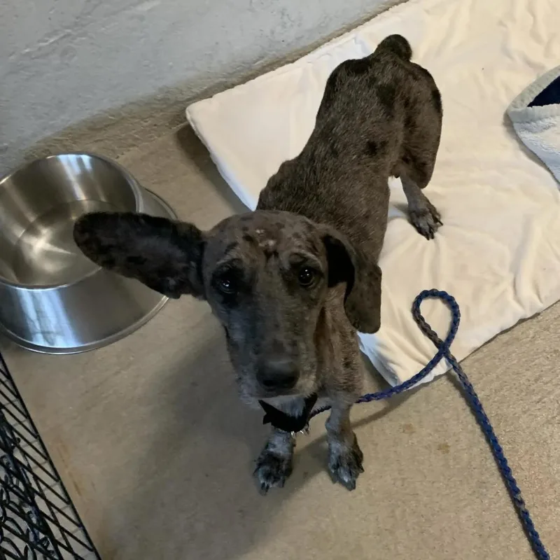 An adult small-sized female Dachshund dog named Cathy for adoption in Austin, TX