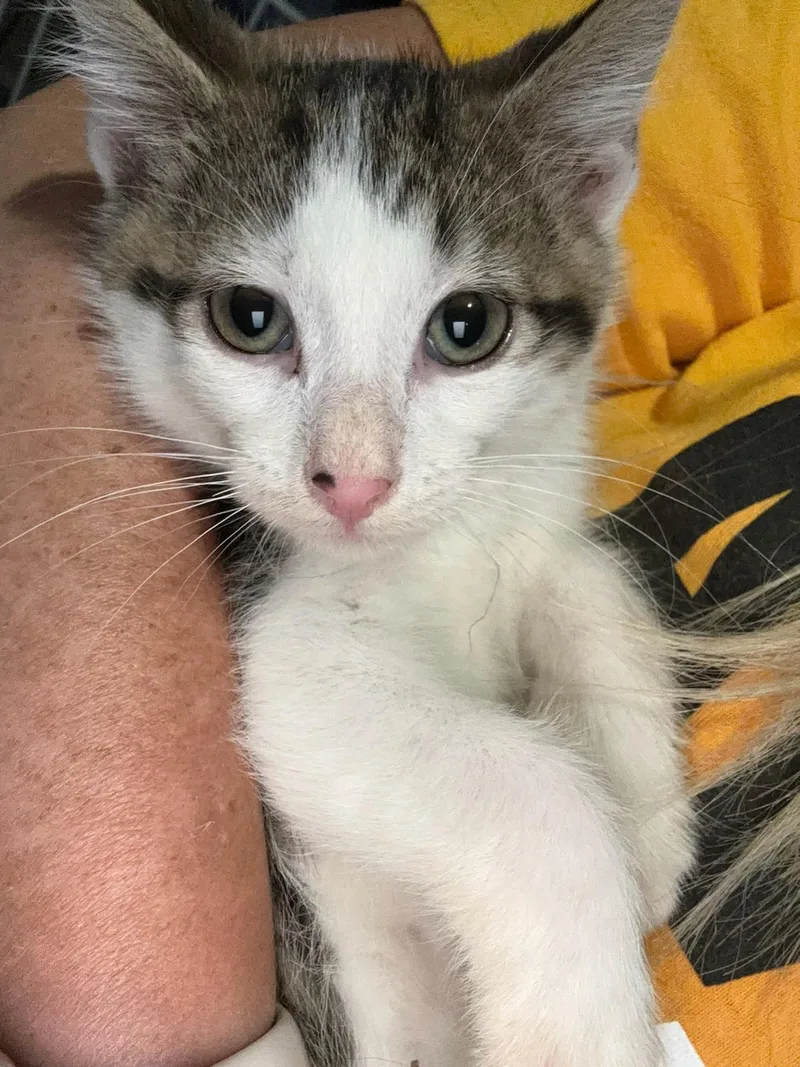 A young medium-sized male Tabby (Brown / Chocolate) Domestic Short Hair cat named Duncan for adoption in South Elgin, IL