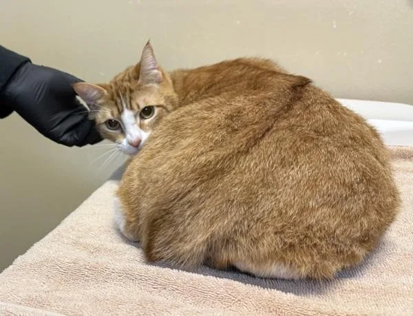 An adult medium-sized male Domestic Short Hair cat named Kenai for adoption in Oceanside, CA
