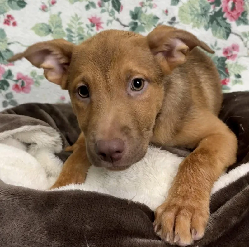 A young large-sized male Shepherd dog named Cooper for adoption in Wetumpka, AL