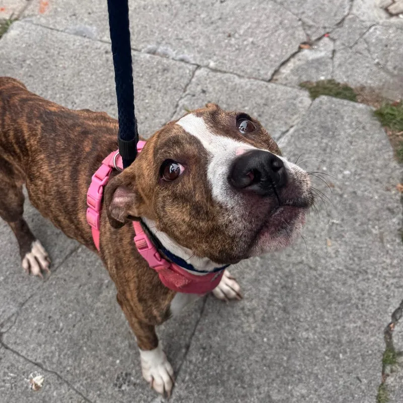 An adult medium-sized female Brindle Pit Bull Terrier dog named Nyla for adoption in Philadelphia, PA