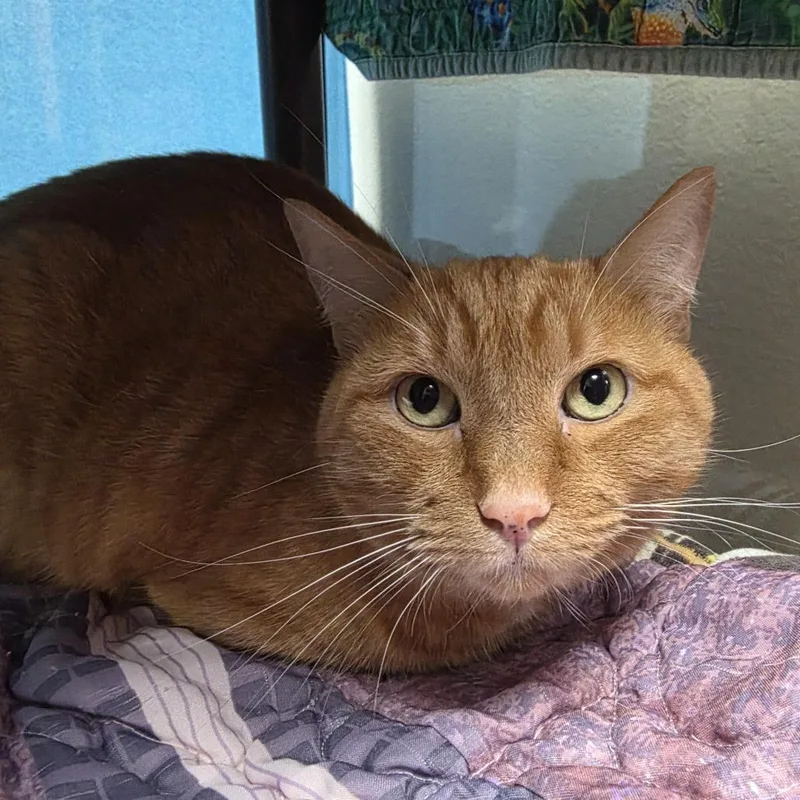 A senior medium-sized female Orange / Red Domestic Short Hair cat named Lucy for adoption in Oshkosh, WI
