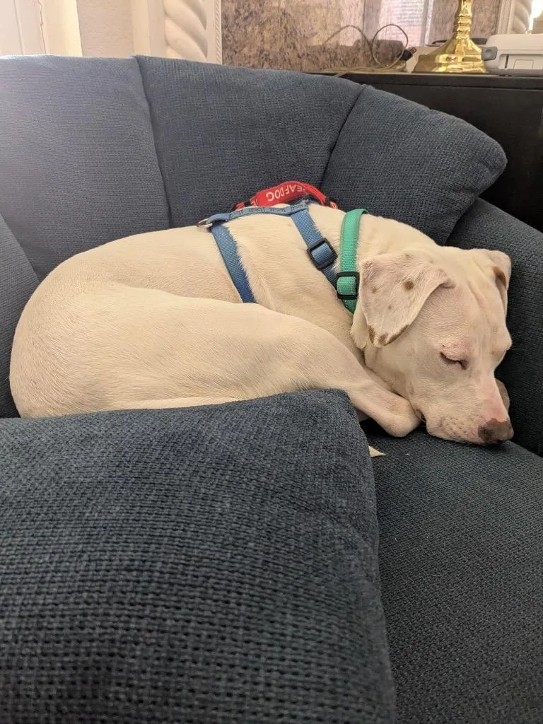 A baby medium-sized female White / Cream Pit Bull Terrier dog named Topanga for adoption in Austin, TX