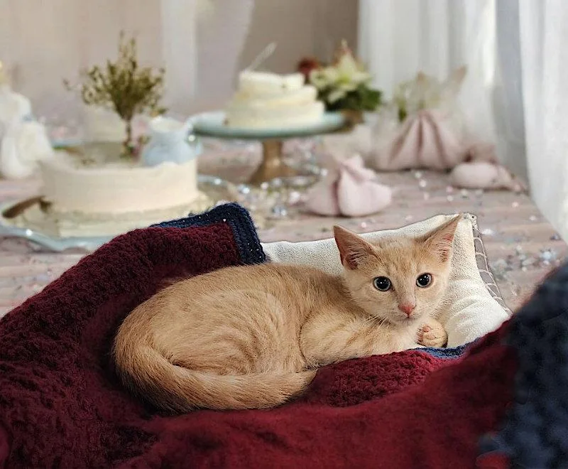 A baby medium-sized male Buff / Tan / Fawn Domestic Short Hair cat named Teddygrahams for adoption in Gettysburg, PA