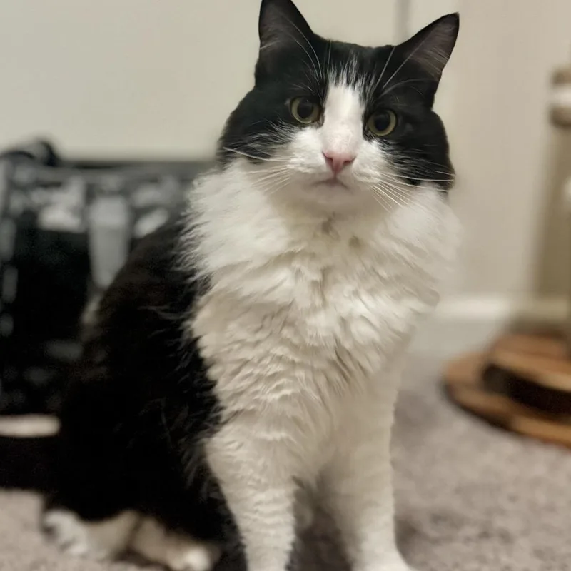 An adult large-sized male Domestic Long Hair cat named Marshmallow for adoption in Woodstock, GA