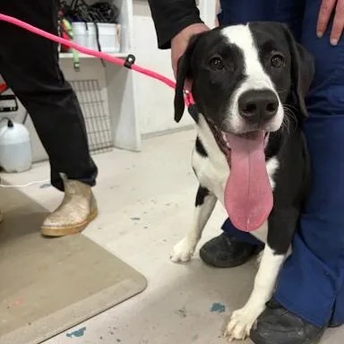 A young medium-sized male Hound dog named Harvey for adoption in Danbury, CT