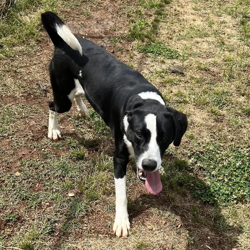 Harvey thumbnail 2