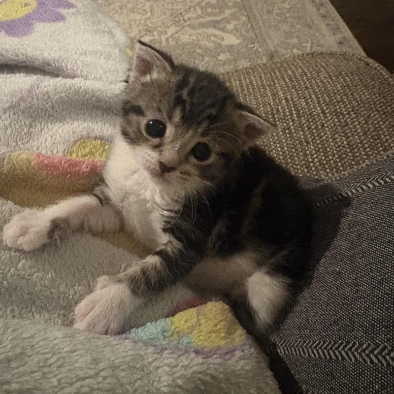 Patty Pickles thumbnail 2