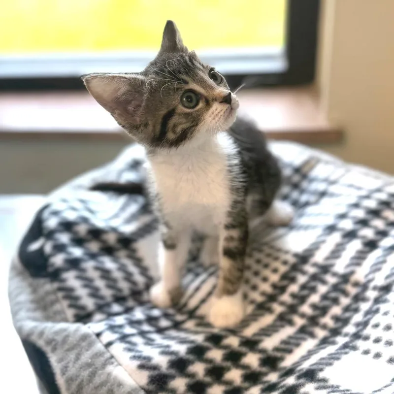 A baby medium-sized female Tabby (Gray / Blue / Silver) Domestic Short Hair cat named Patty Pickles for adoption in Kansas City, KS