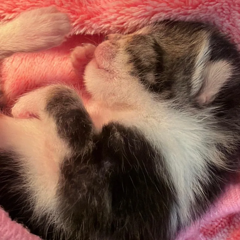 Patty Pickles thumbnail 3