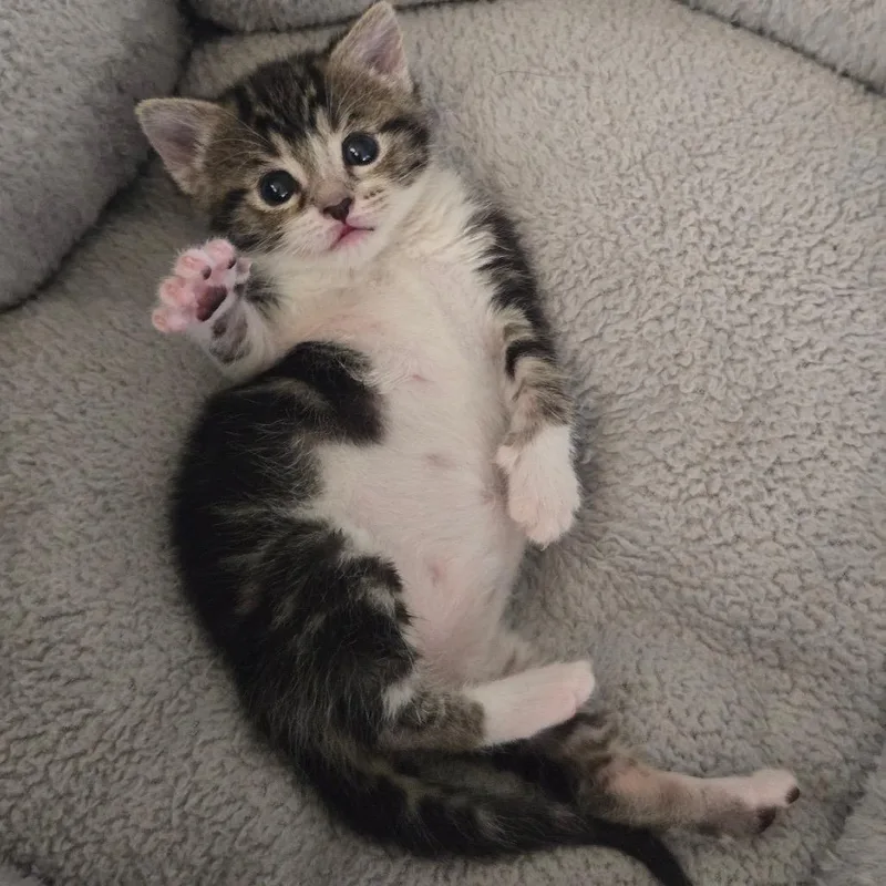 Patty Pickles thumbnail 4