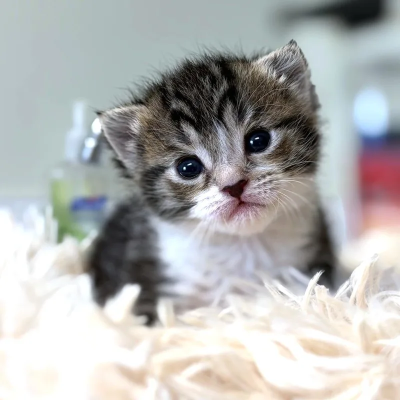 Patty Pickles thumbnail 5