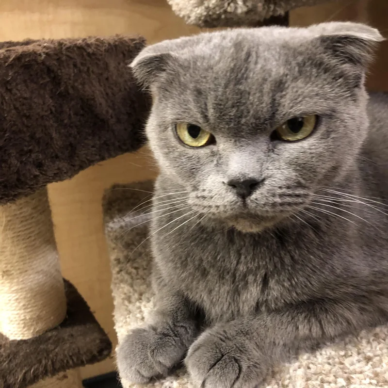 An adult medium-sized female Scottish Fold cat named Nessie for adoption in Jackson, NJ