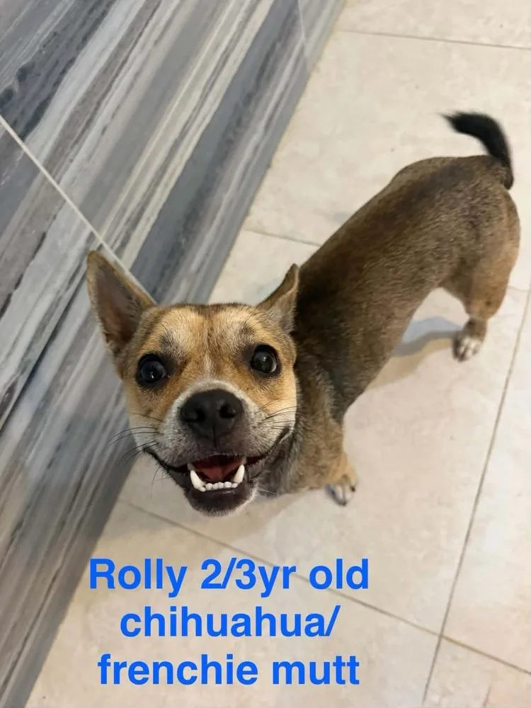 An adult small-sized male Tricolor (Brown, Black, & White) Chihuahua dog named Roly for adoption in Orlando, FL