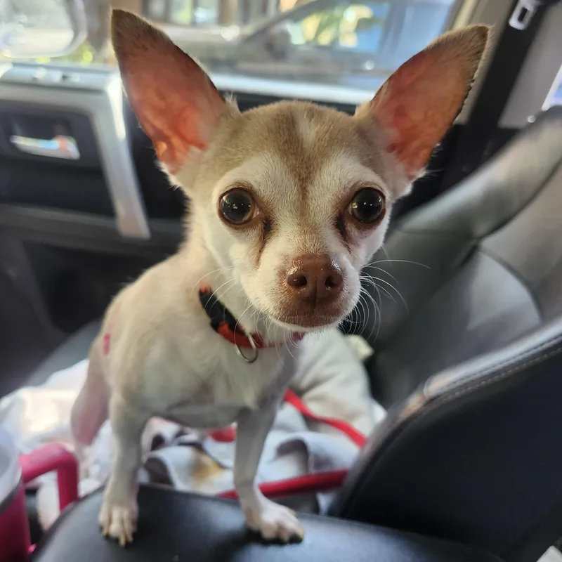A young small-sized female Apricot / Beige Chihuahua dog named Ruby Roo for adoption in Wolcott, CT