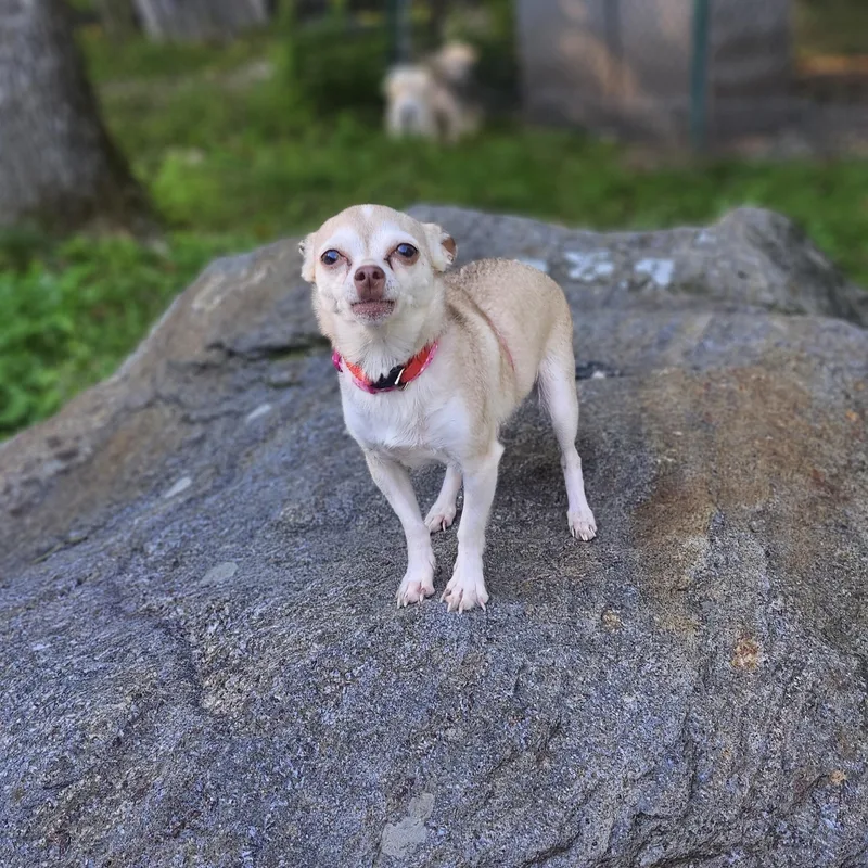Ruby Roo thumbnail 3