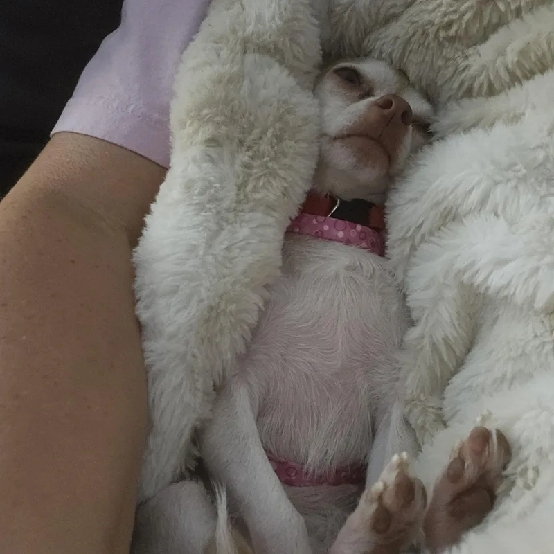 Ruby Roo thumbnail 4