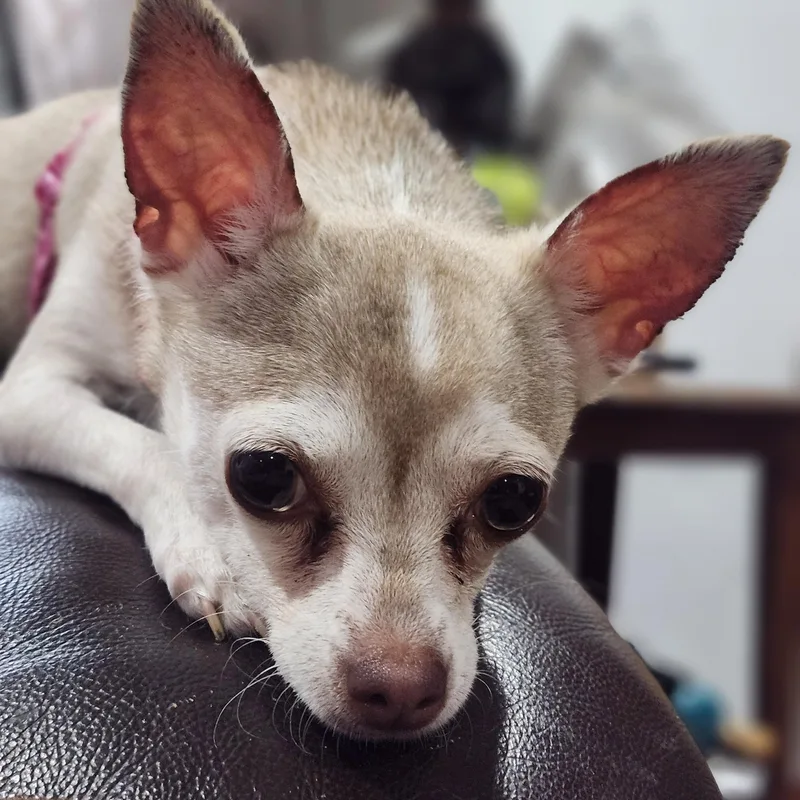 Ruby Roo thumbnail 6