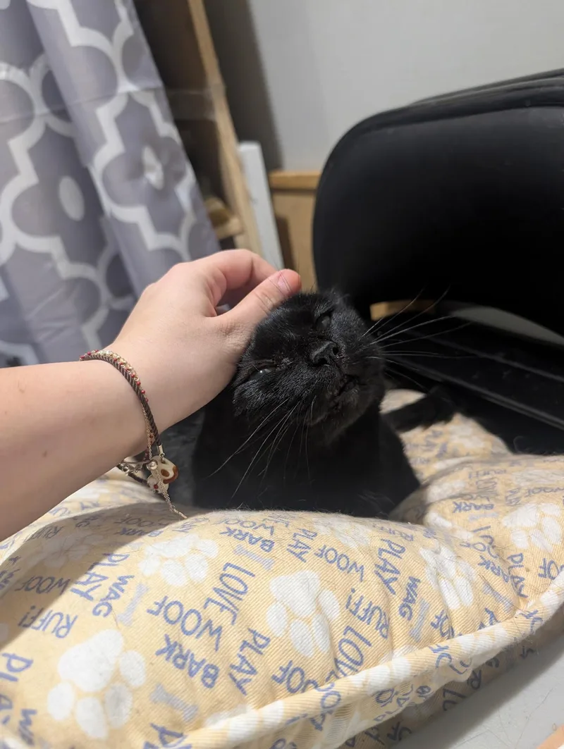An adult medium-sized female Black Domestic Short Hair cat named Raven Guyer for adoption in Philadelphia, PA