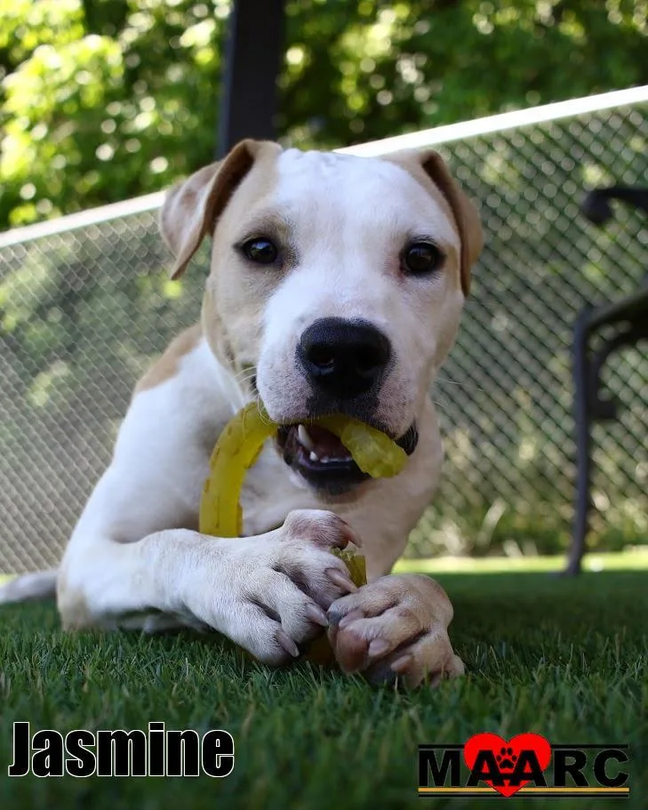 A baby medium-sized female Pit Bull Terrier dog named Jasmine for adoption in Maryville, TN