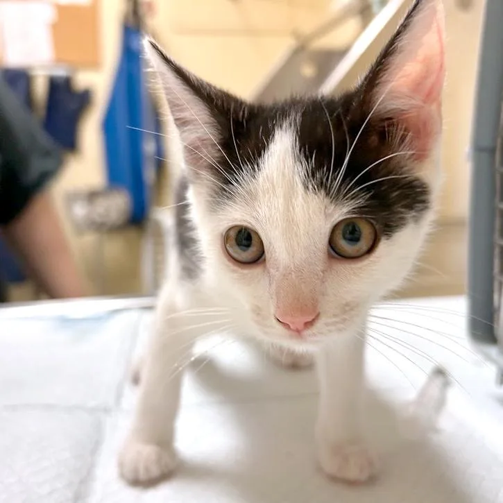 A baby small-sized female White Domestic Short Hair cat named Oolong for adoption in Woodinville, WA