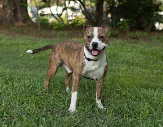 A young medium-sized male Mixed Breed dog named Willy for adoption in Durham, NC