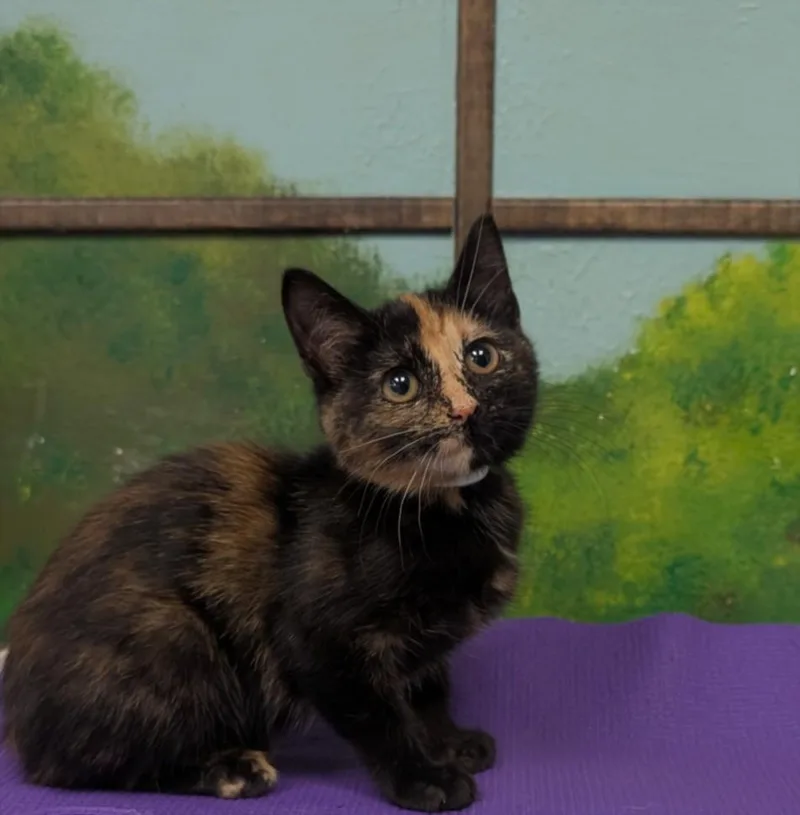 A baby small-sized female Domestic Short Hair cat named Soleil for adoption in Houston, TX